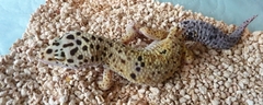 male - Enigma - nee le 28.5.12
